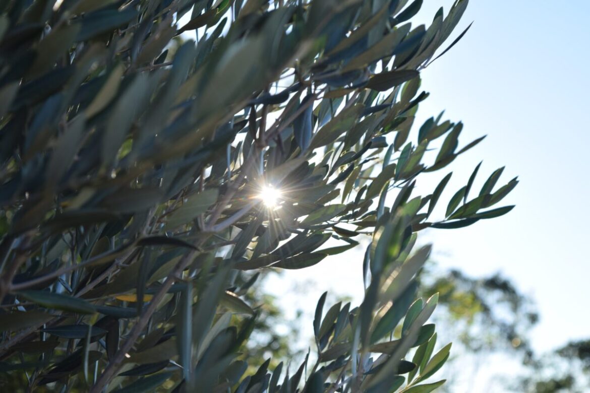 French olive oil sector seeks relaunch via agrivoltaics – pv magazine International French olive oil sector seeks relaunch via agrivoltaics – pv magazine International