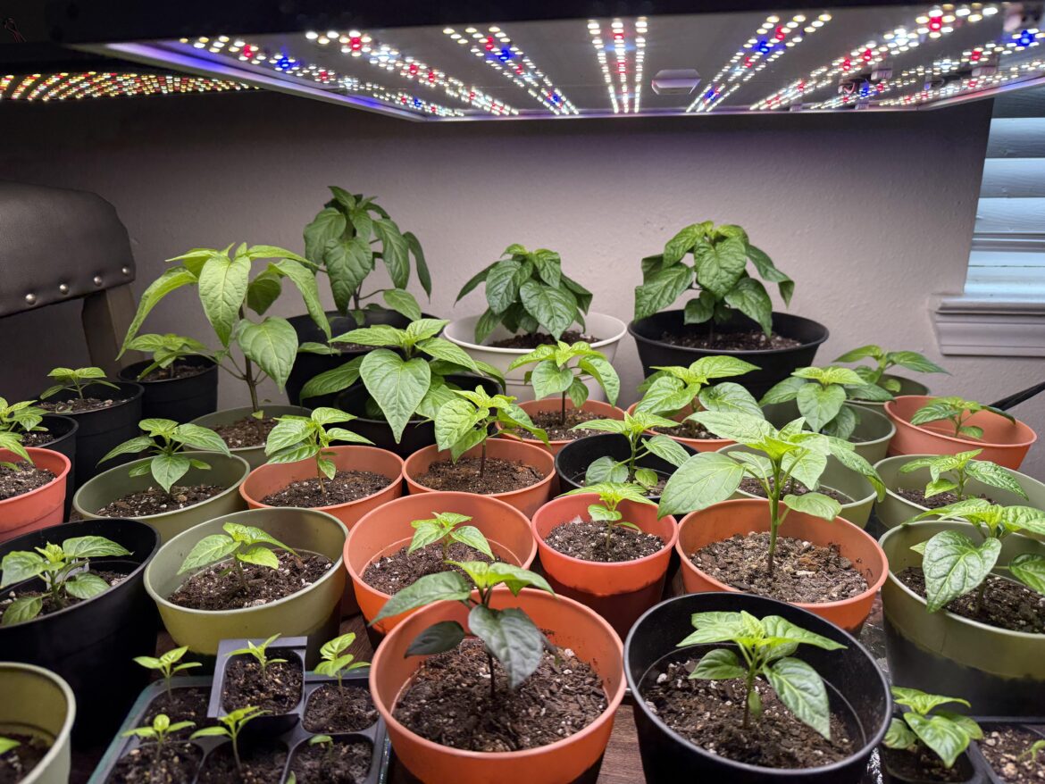 When to introduce fertilizer?