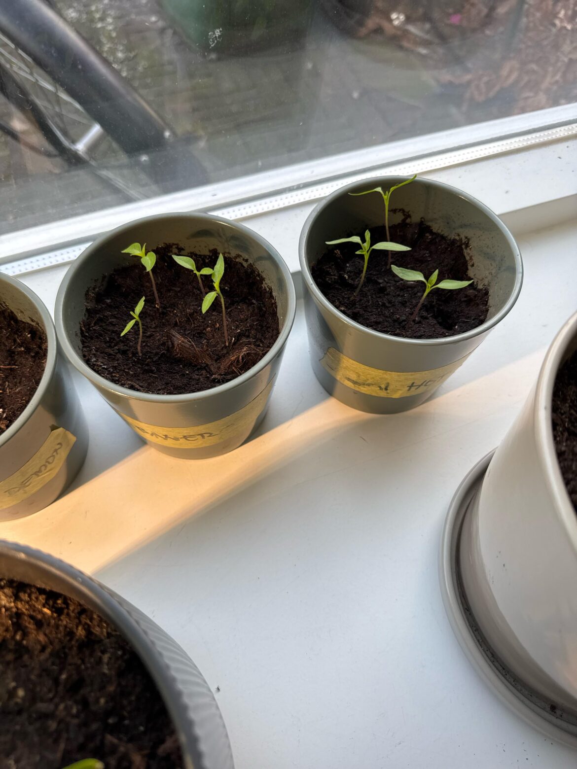 When to plant in own pot?