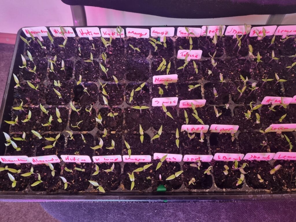 Yet another what’s wrong with my seedlings post Yet another what's wrong with my seedlings post