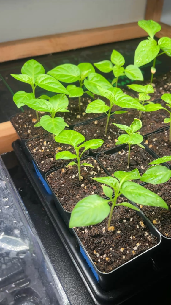 This year’s batch This year’s batch