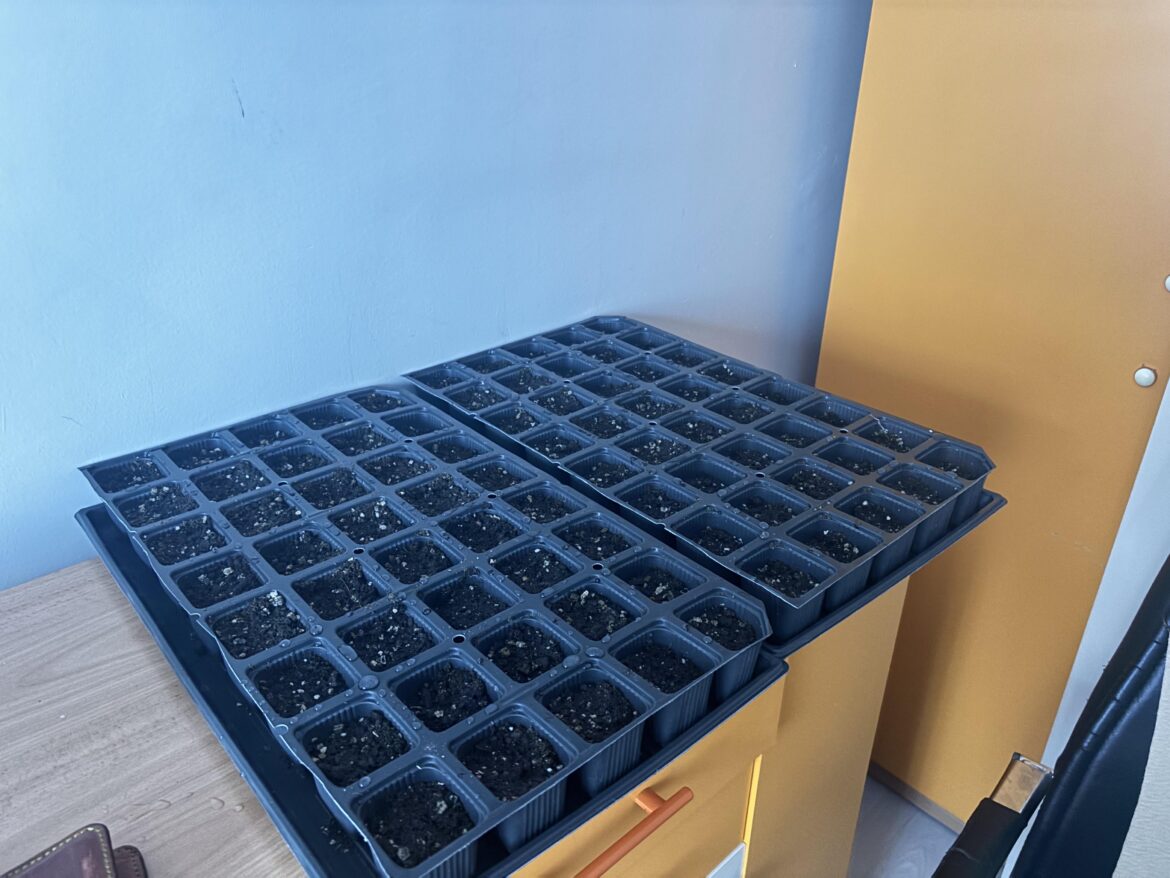 This year gonna huge