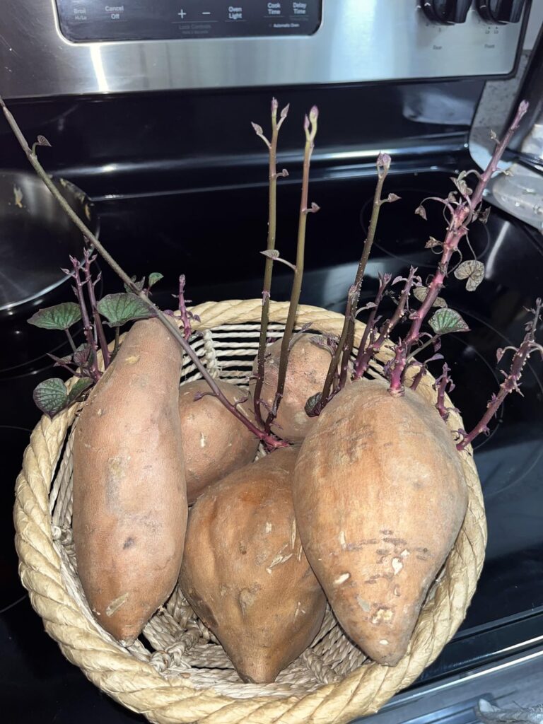 What should I do with them!? I don’t want to get rid of them now!