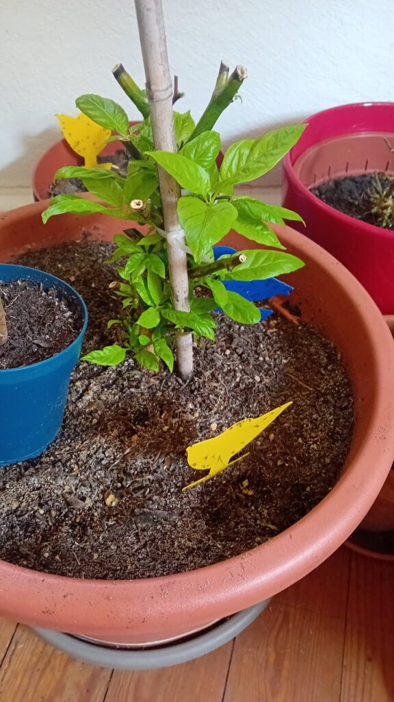 Last years batch waking up. Last years batch waking up.