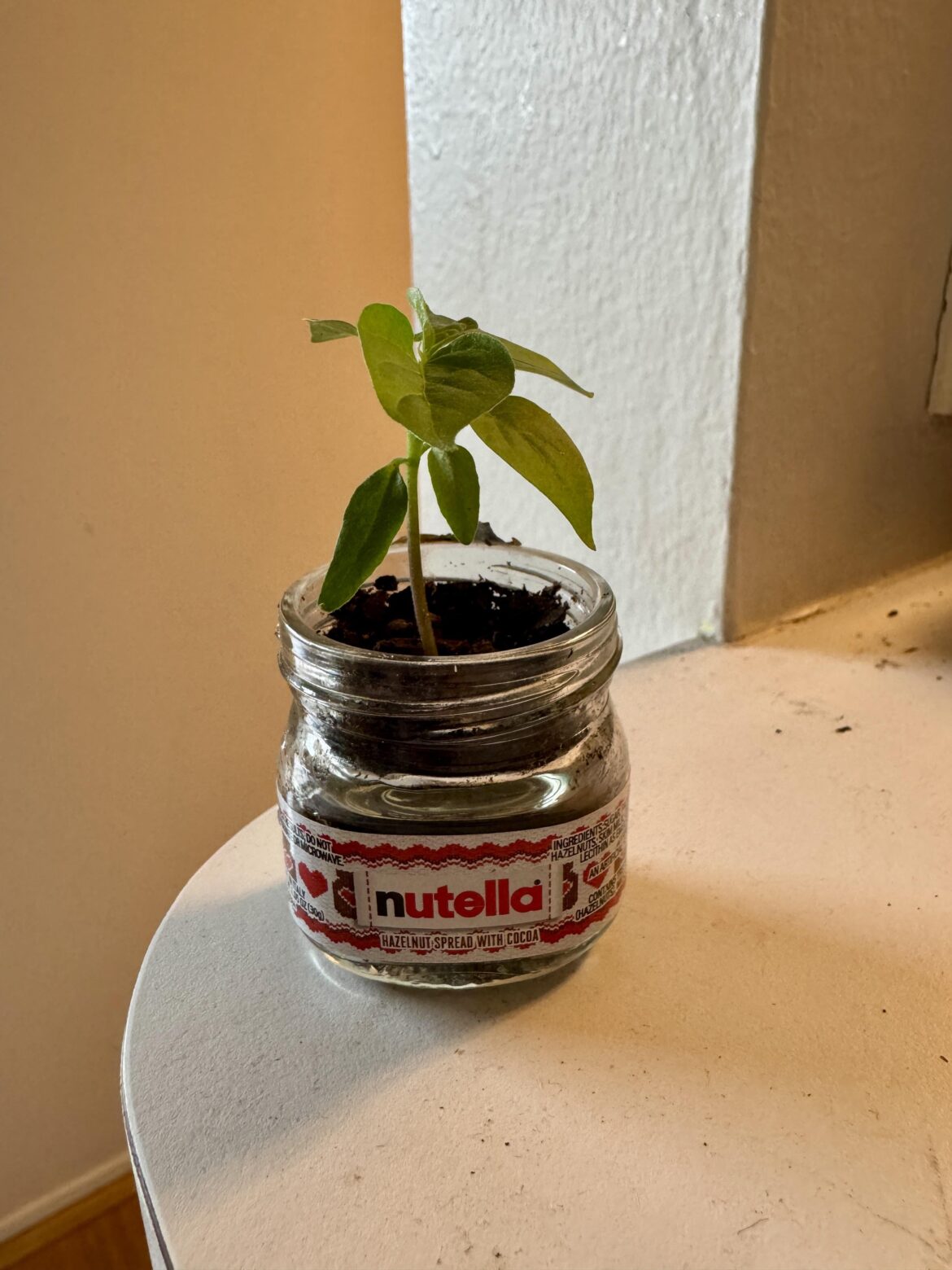 Attempting to grow habanero in tiny jar. Attempting to grow habanero in tiny jar.
