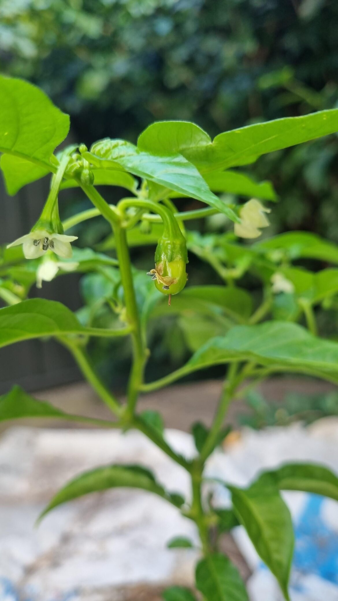 I can't believe it! It's actually happening!