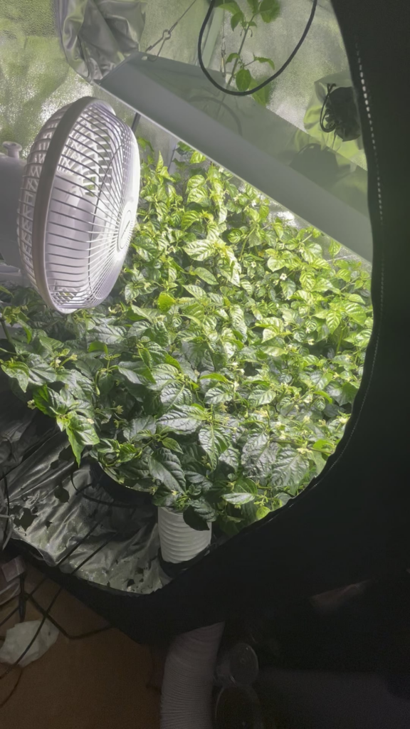 My Trinidad Moruga Scorpion plant is getting too big for it’s tent My Trinidad Moruga Scorpion plant is getting too big for it's tent