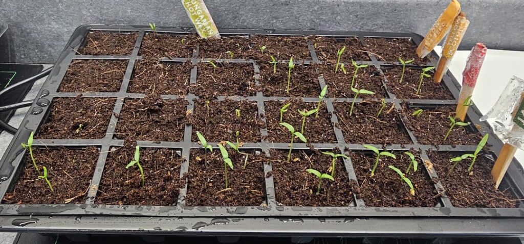 First time grower First time grower