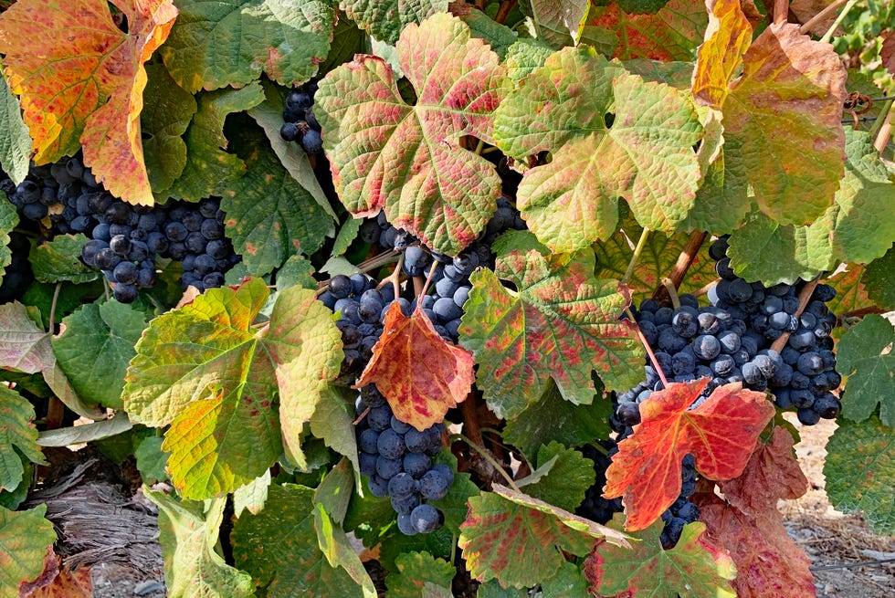 protected behind beautiful, large leaves, clusters of ripe red grapes wait to be picked photograph taken at the end of summer, a few days before the start of the harvest, in a vineyard in pinhao, in the douro valley, north region, portugal light and natural colors photograph taken with an iphone xr