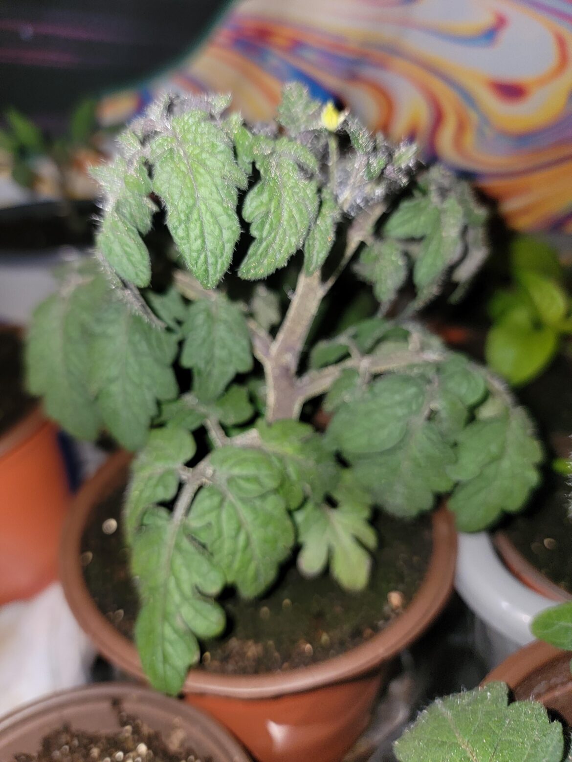 Are the leaves normal?