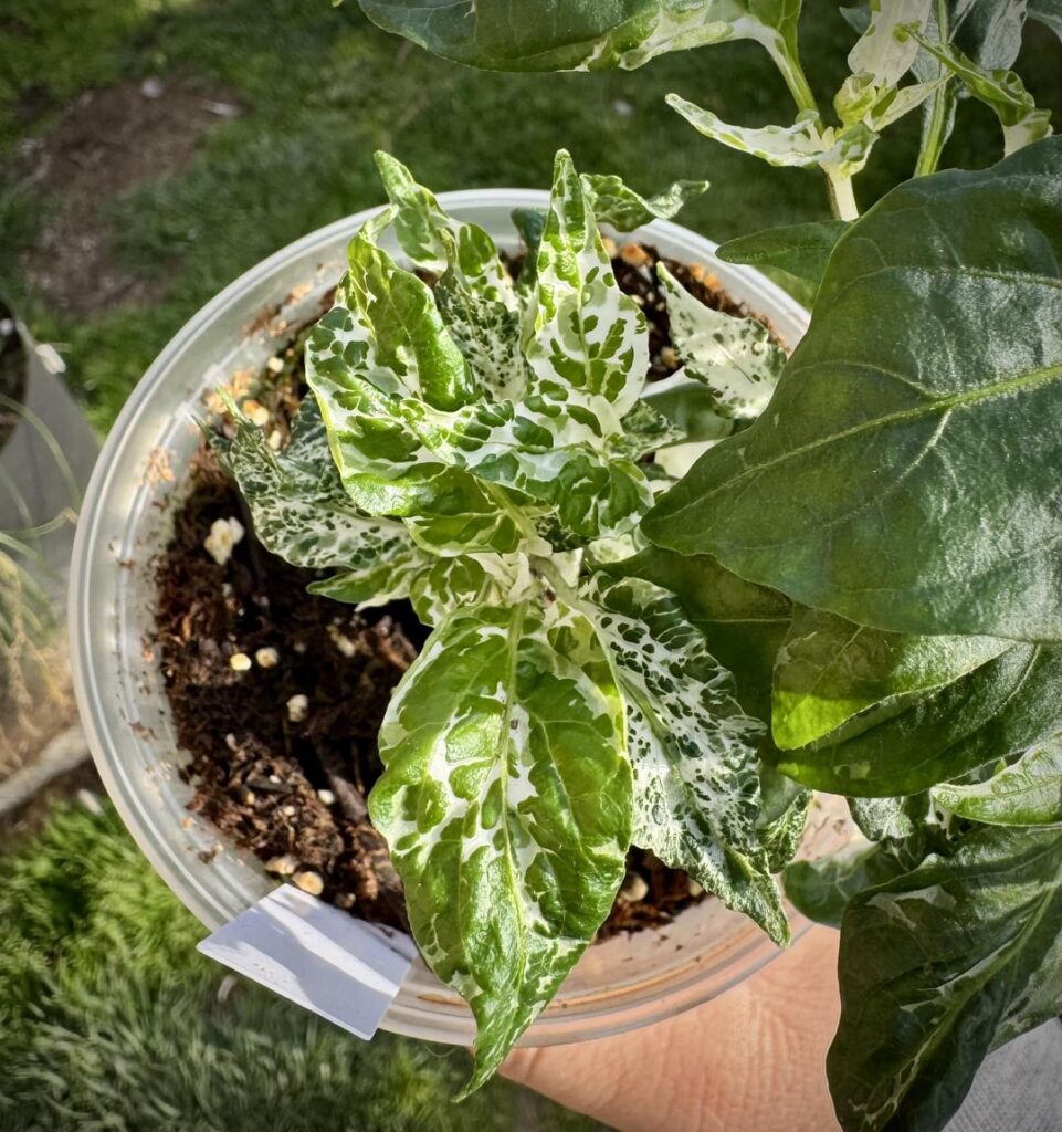 Mattapeño and Count Mattcula showing up everything else right now.