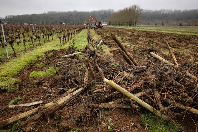 Saint Sulpice de Faleyrens vineyard, February 5, 2024.