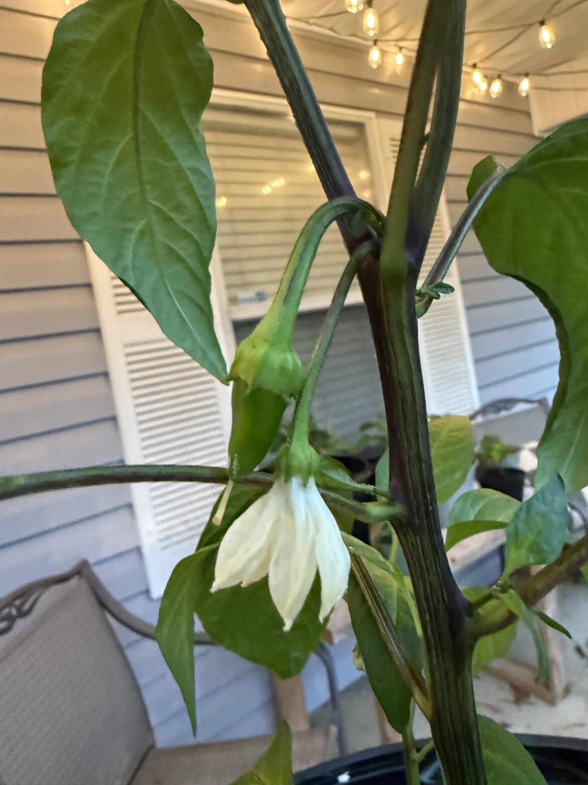 First pepper ever 🎉