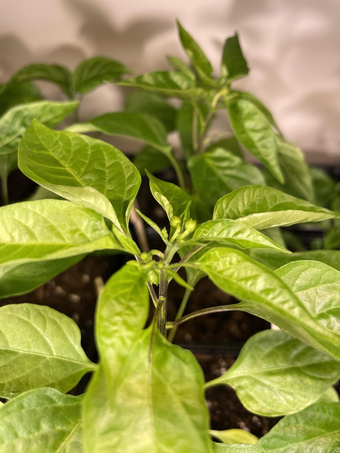 Zone 5b. Two and a half months before going outside and here we are.