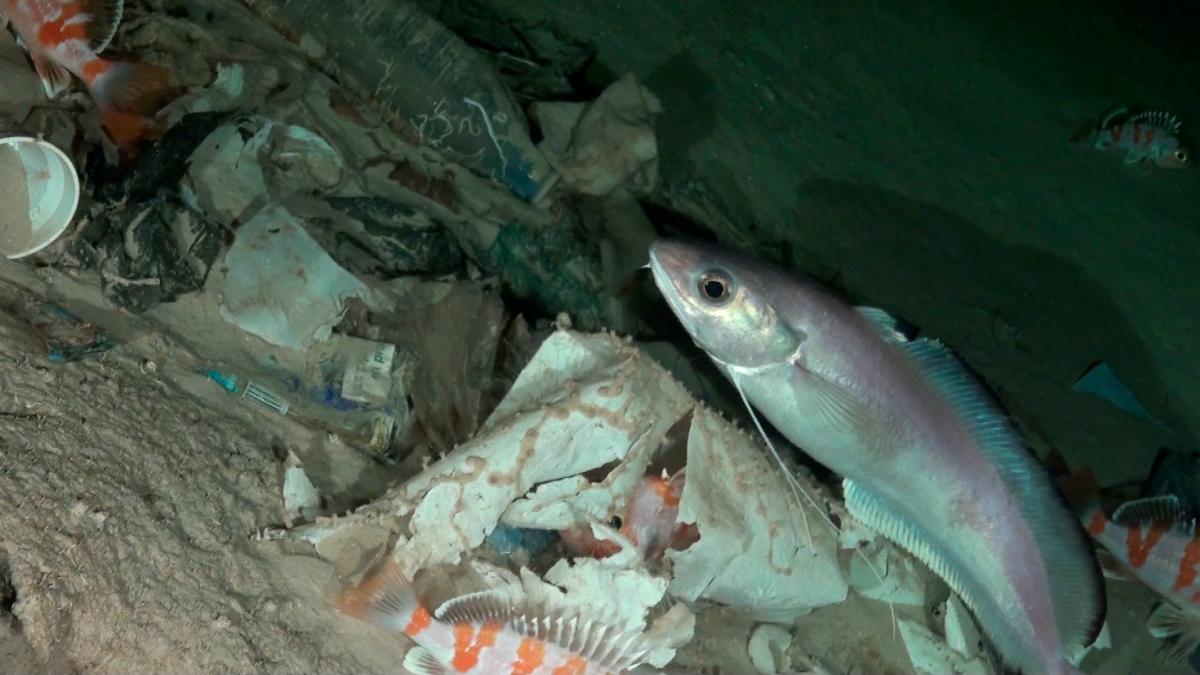 Fish cruise around piles of trash in the Balearic Islands, Spain. <i> Credit: OCEANA </i>