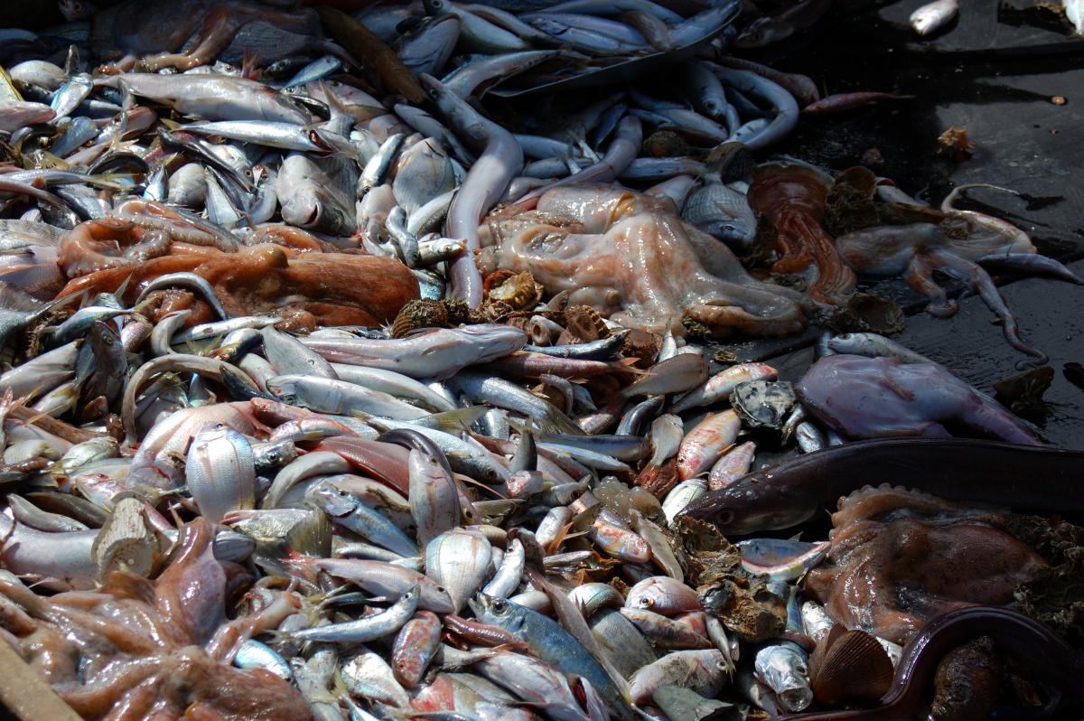 A heap of fish and other seafood hauled up in the harbor of Saint-Cyprien, France. <i> Credit: María José Cornax </i>