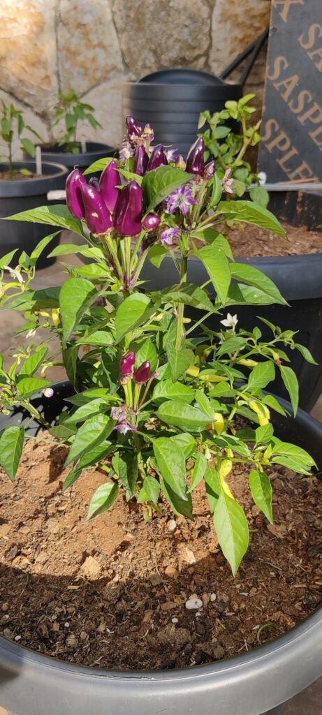 Two plants same pot. Two plants same pot.