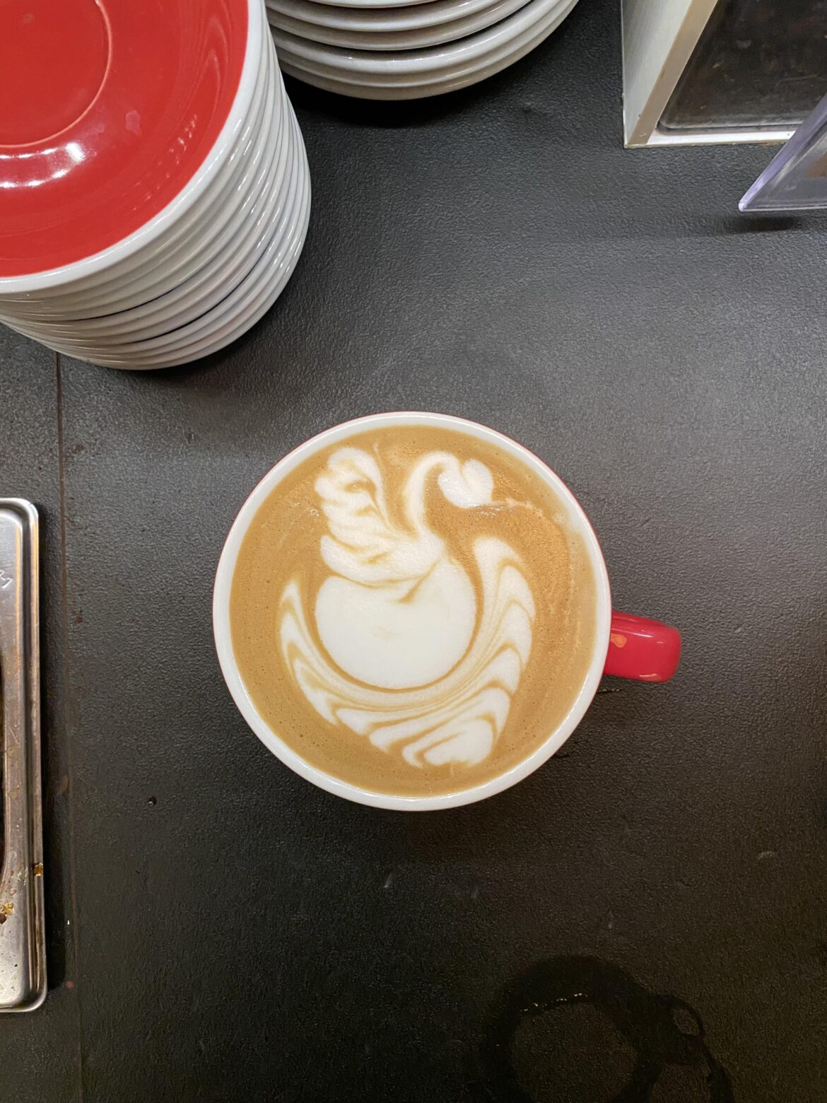 Cute swan