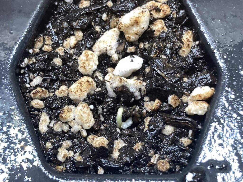 A Little Morning Surprise!