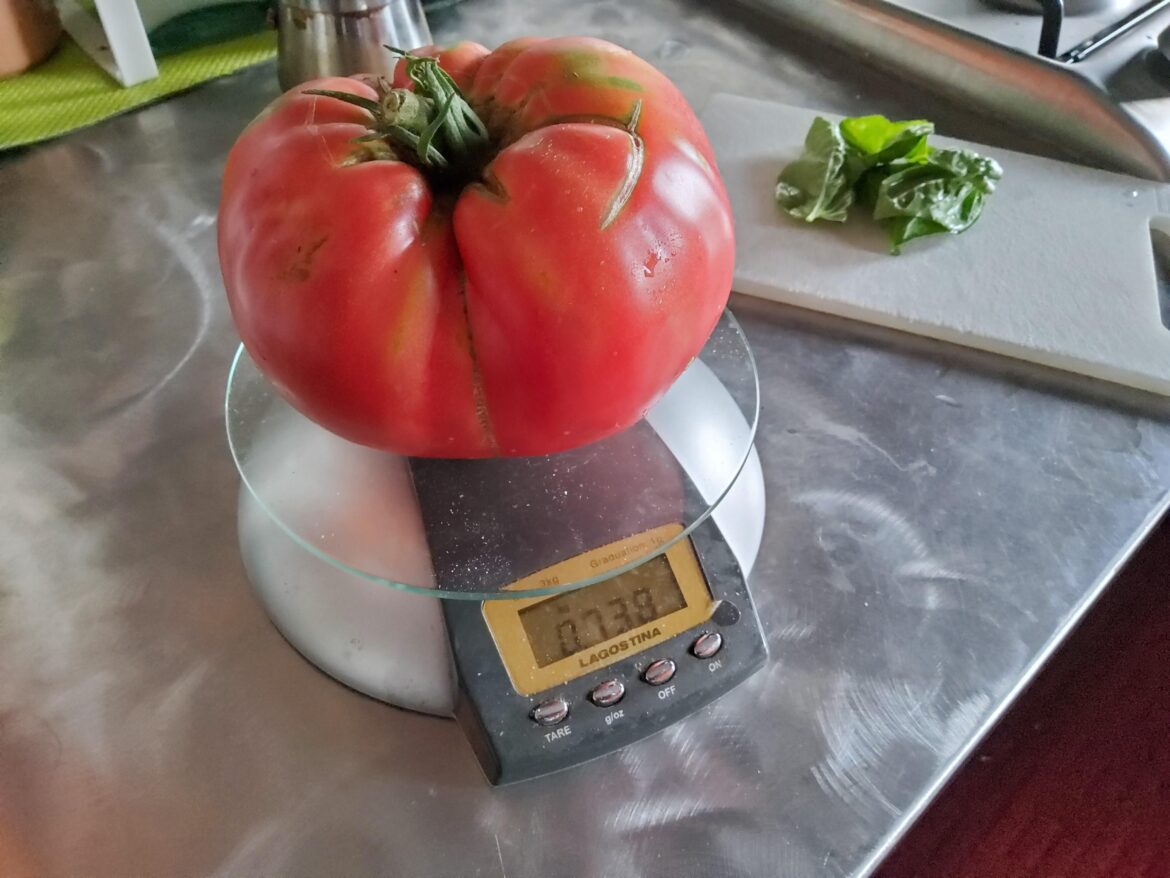 Lebanese Omar Tomato