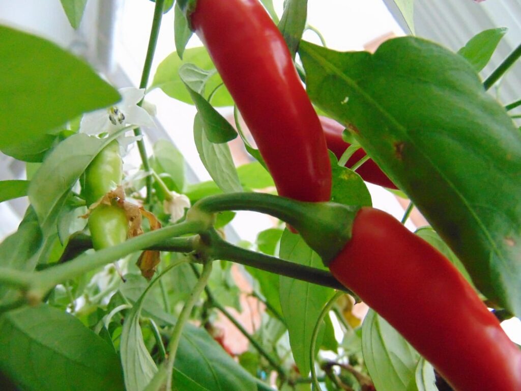 What is actually the hottest Pepper in the world? What is actually the hottest Pepper in the world?