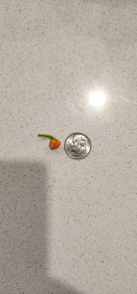Smallest Habanero I've grown.