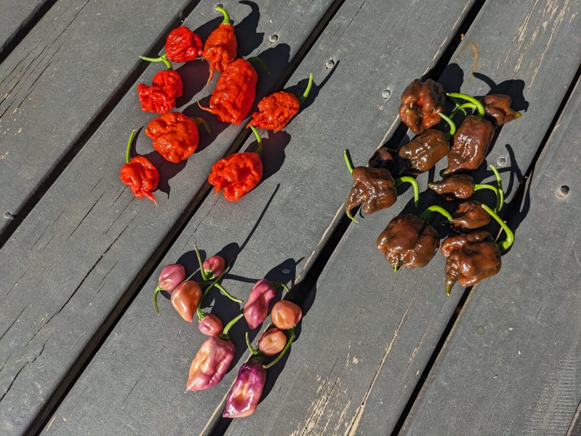 First chillis of the season!