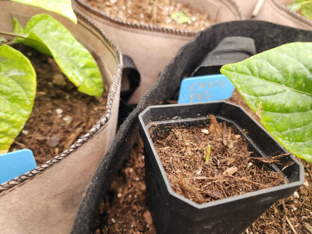 This Means War: Mice vs. My Peppers This Means War: Mice vs. My Peppers