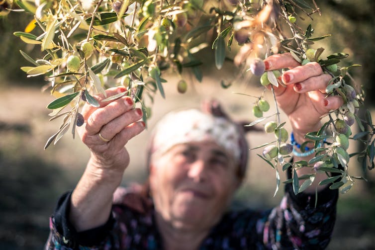 A woman has her arms outstretched towards a bunch of olives in a tree