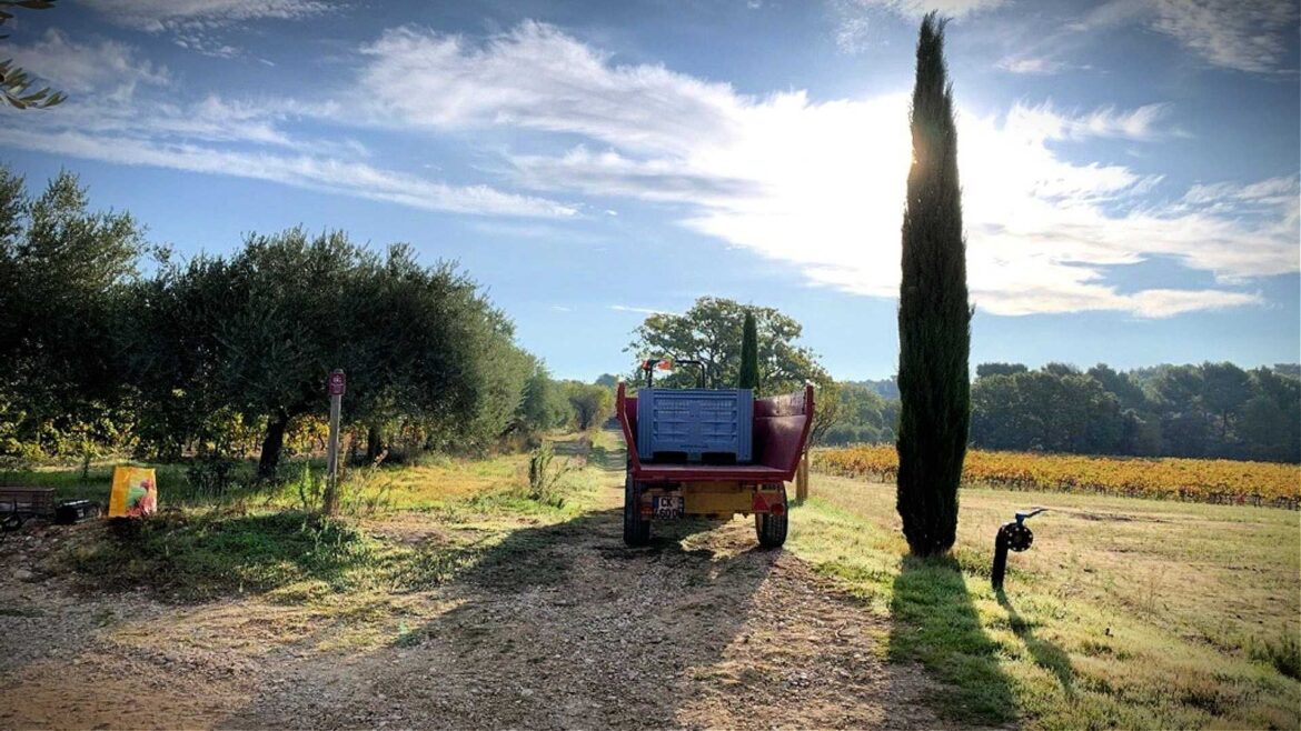 Production Rebounds in France Amid Climatic Challenges