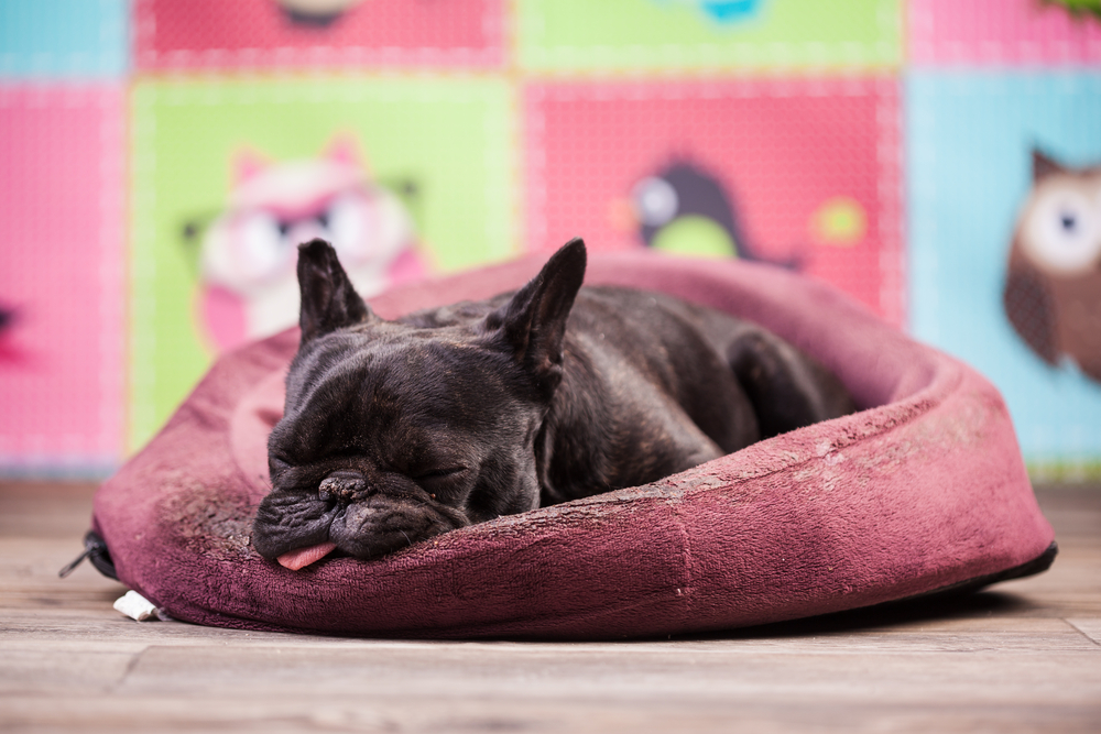 french bulldog on a bed