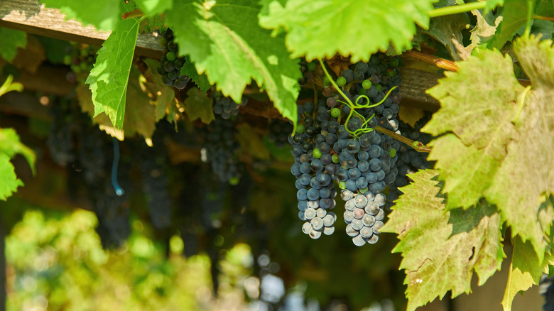 Ripe grapes hanging from a vine.