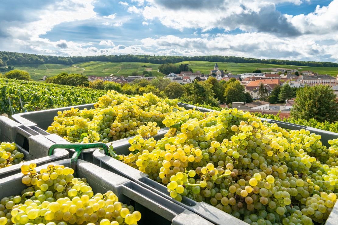 Grape harvested in the Champagne area of France.