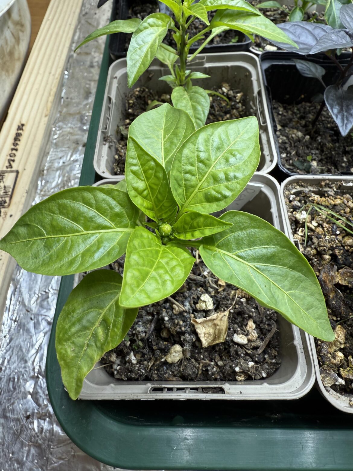 Hi. First time growing peppers here. Some of my plants seem to have a flower starting to grow. Should I pinch them out? Thanks.