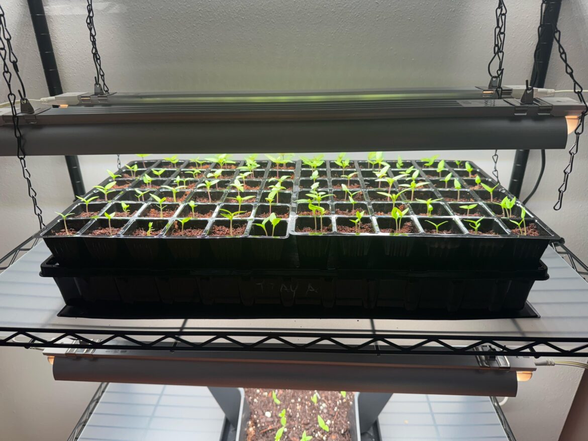 First Year Trying to Grow From Seed First Year Trying to Grow From Seed