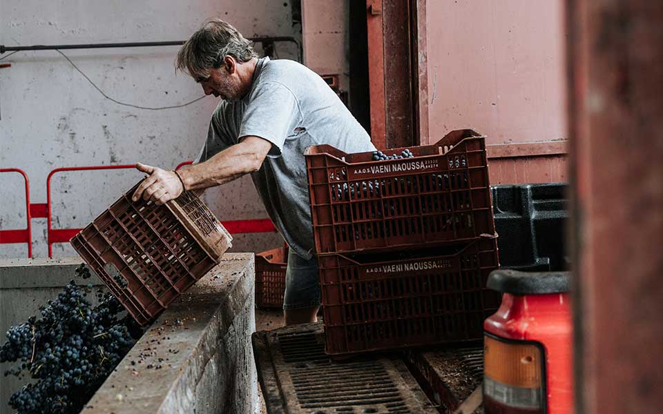 macedonian-wines-discover-the-magic-of-the-harvest-season0