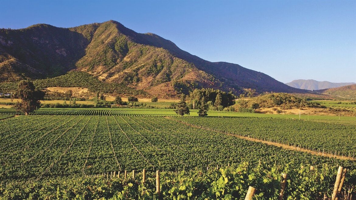 Chile Is a Bright Spot in the U.S. Market