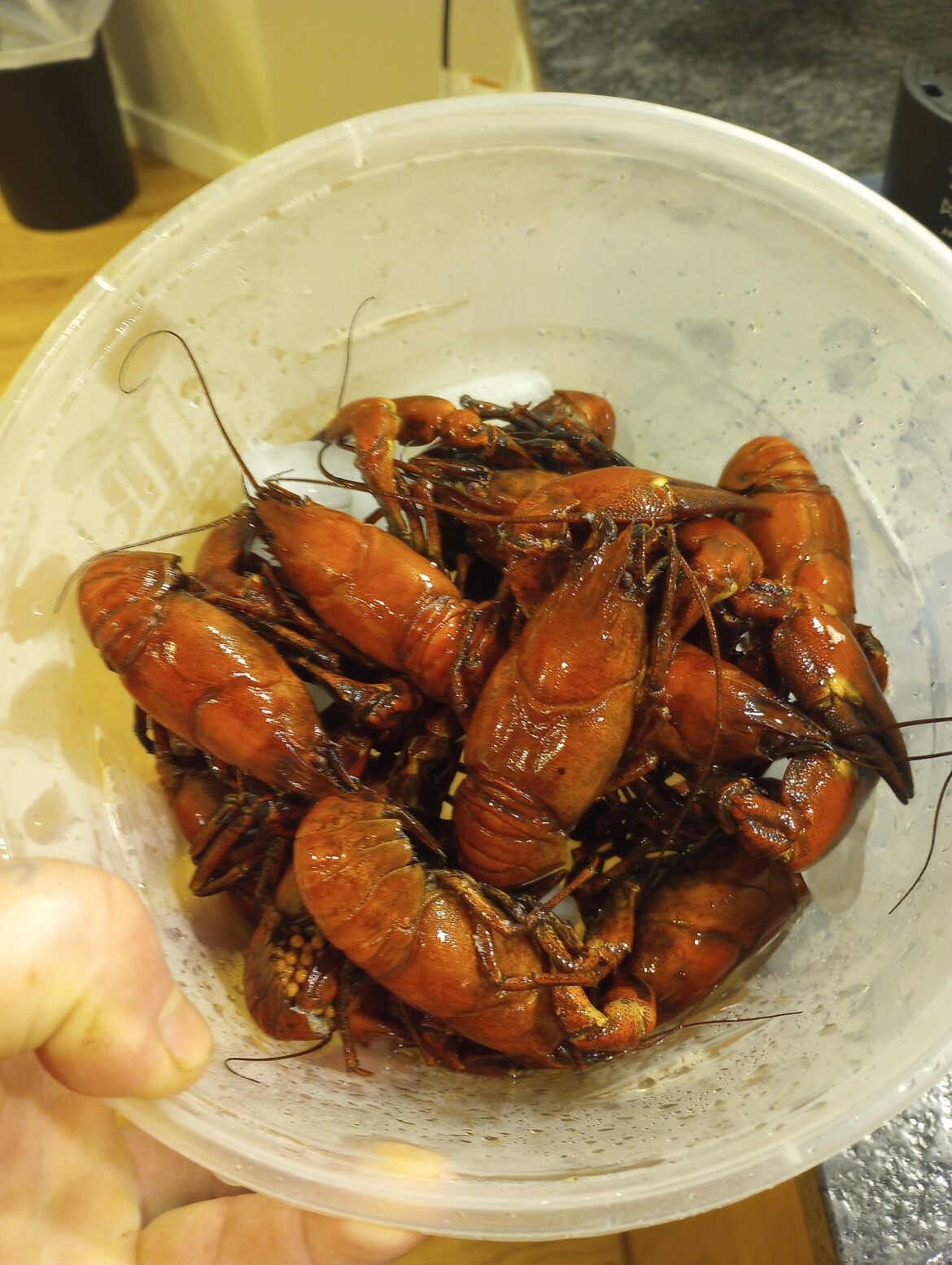Sourdough guy here. Tonight we got Columbia River crawdads! Bigguns too. Big enough to crack the claws. Boiled with pickling spice and a can of dark beer! Washed down with way to many beers and some shitty vodka