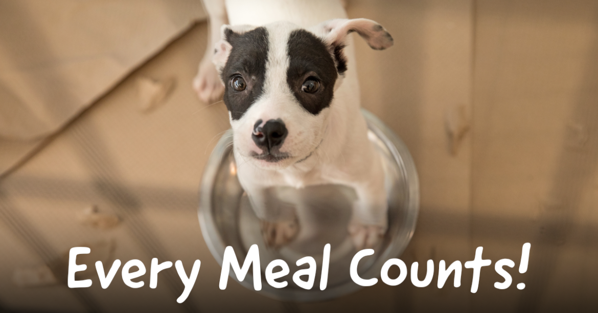 Join Our Holiday Food Drive for Hungry Animals