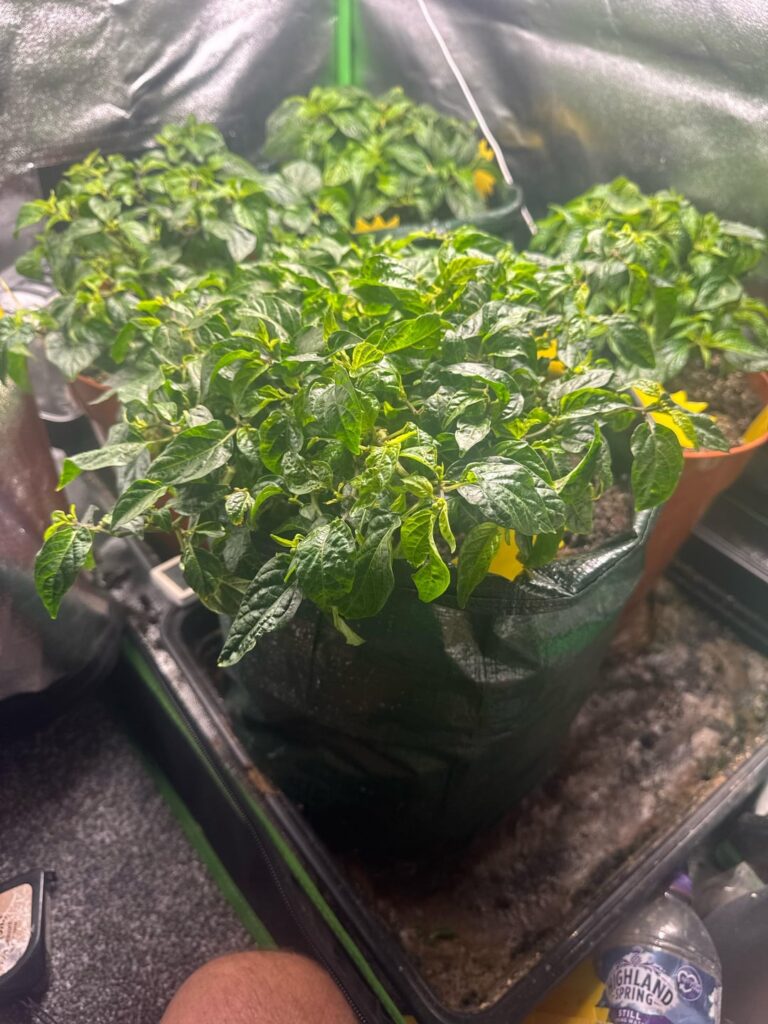 Why no vertical growth ? Why no vertical growth ?