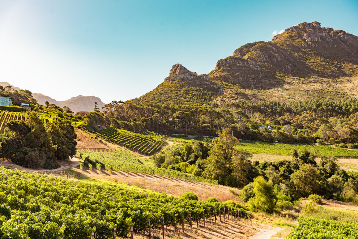 South African wine exports achieve modest growth