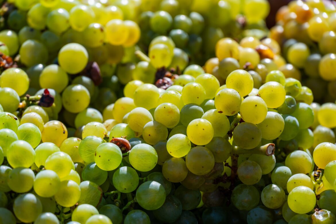Five white grapes you might not expect to find in Chile