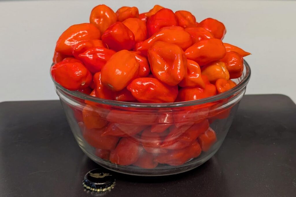 Finished a three month home grown orange habanero hot pepper ferment that came out amazing & I made a blueberry bumbleberry raspberry habanero hot sauce ❤️ (lots of pics)