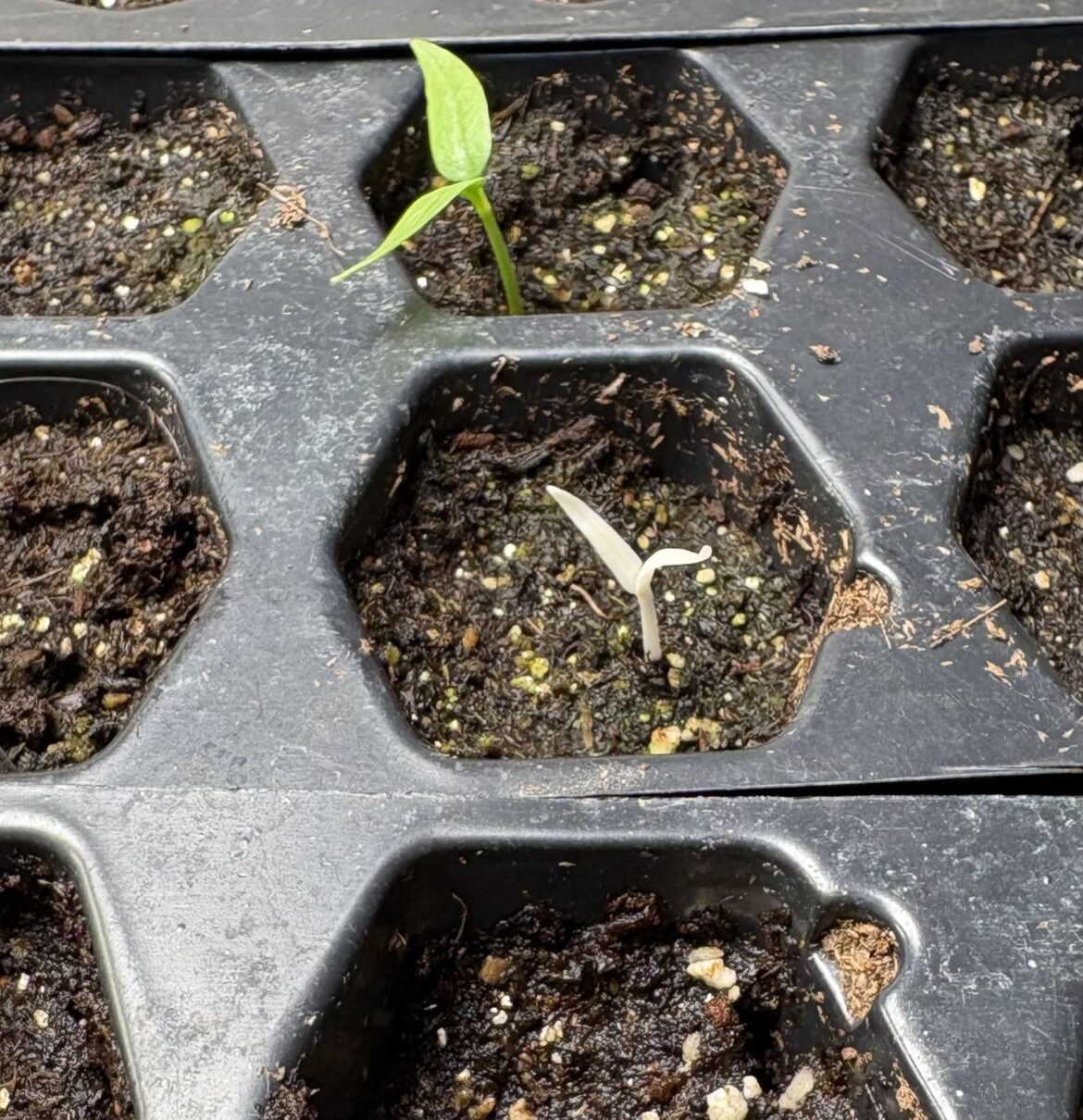 Albino pepper seedling?