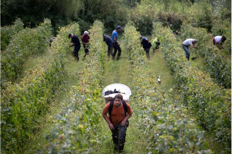 It has been a tough year for the French wine industry