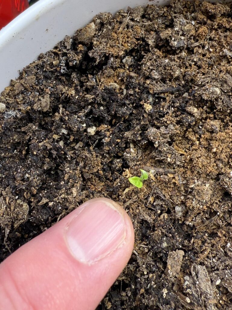 The stunted one is finally on the move