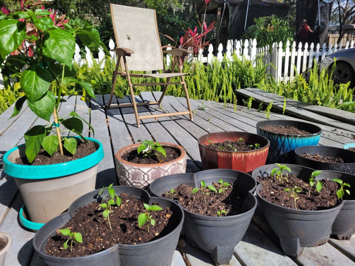 17 Jalapeños, one Habenero, and one Chocolate Carolina Reaper