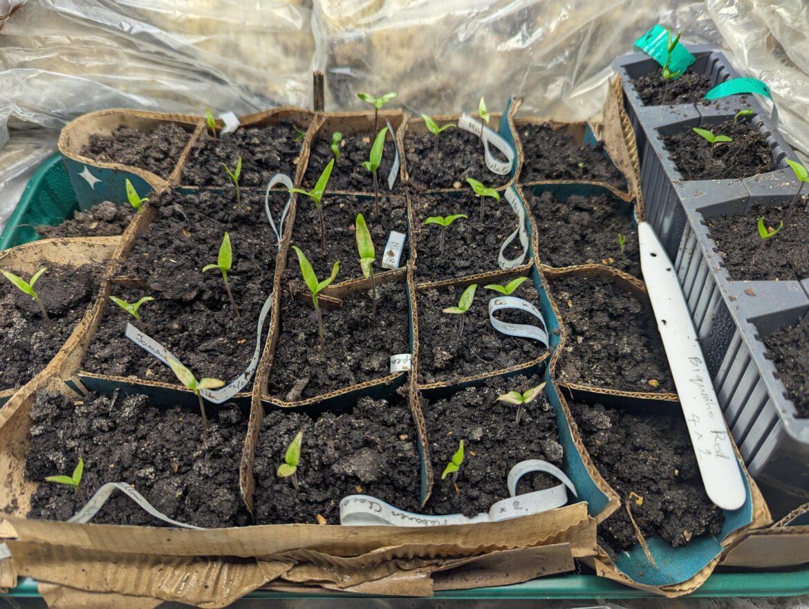 Chillis giving me the cold shoulder! Chillis giving me the cold shoulder!