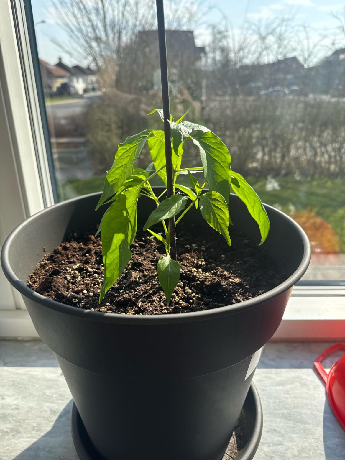 Should I trim the leaves of my Carolina Reaper chili plant? Should I trim the leaves of my Carolina Reaper chili plant?