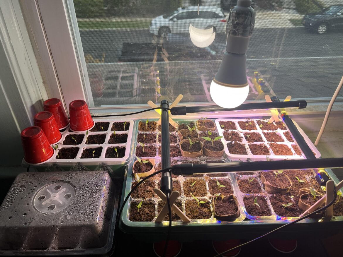 First time from seed, setup First time from seed, setup